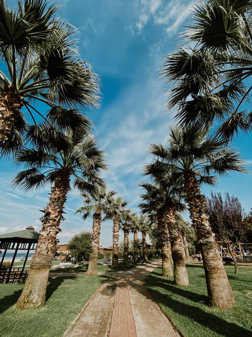 Free A tranquil walkway lined with palm trees under a clear blue sky, perfect for a summer stroll. Stock Photo