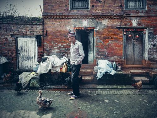 Free An elderly man strolls past a brick building on a cobblestone street, surrounded by chickens and ducks. Stock Photo