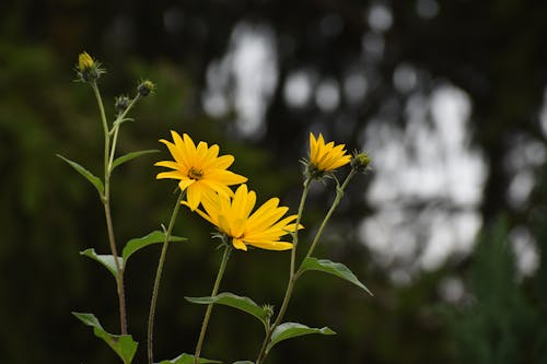 Kostnadsfri bild av blomning, delikat, flora