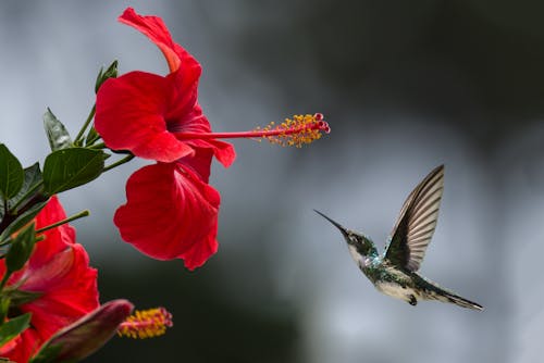 Fotografi Fokus Selektif Burung Kolibri Coklat