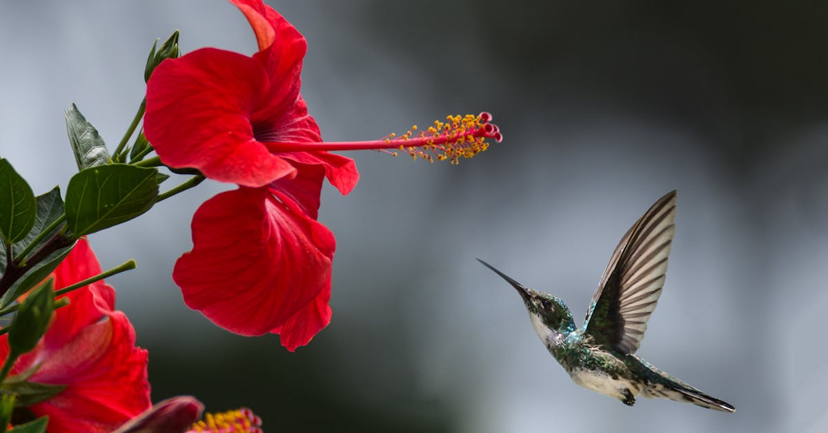 A hummingbird hovers gracefully near a blooming red hibiscus, showcasing nature's delicate beauty.