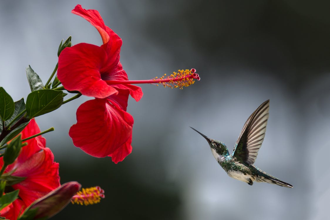 Photographie De Mise Au Point Sélective De Colibri Brun