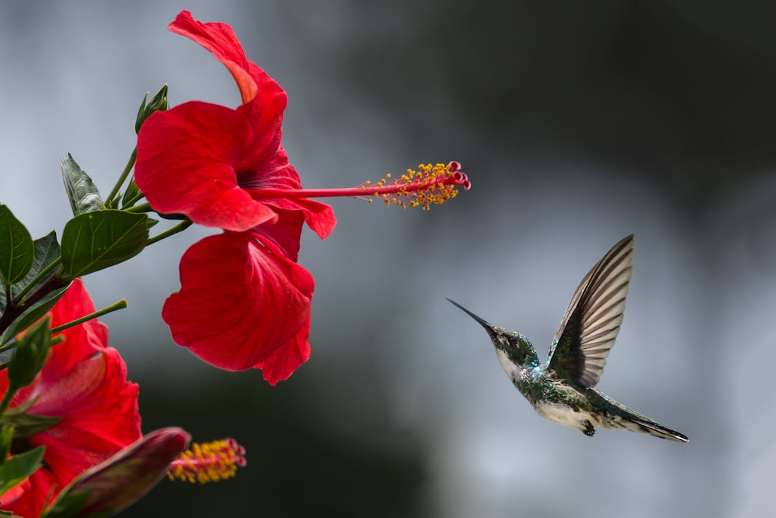hummingbird flying towards flower