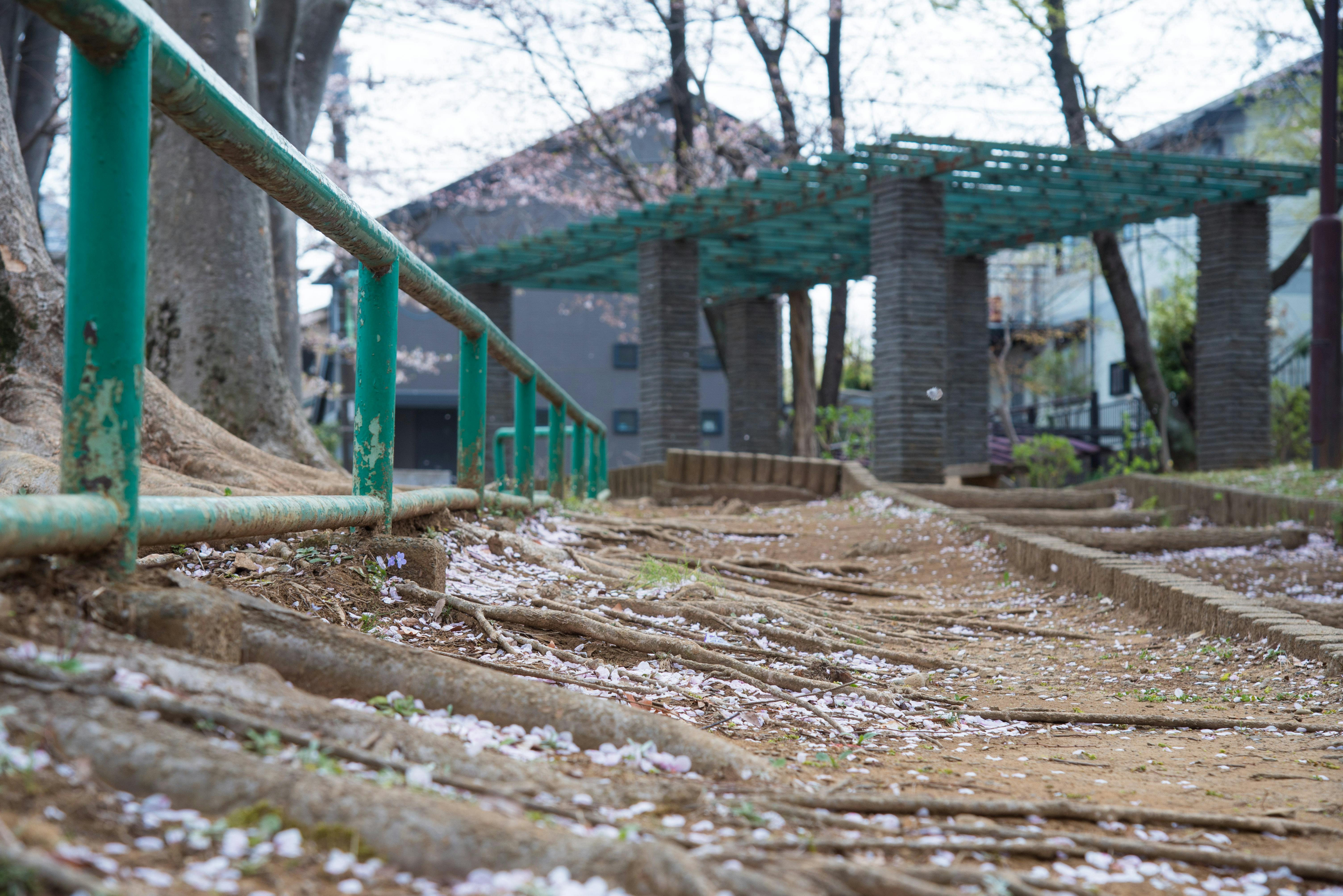 春天，乡村公园的小路覆盖着樱花，并设有坚固的栏杆和建筑元素