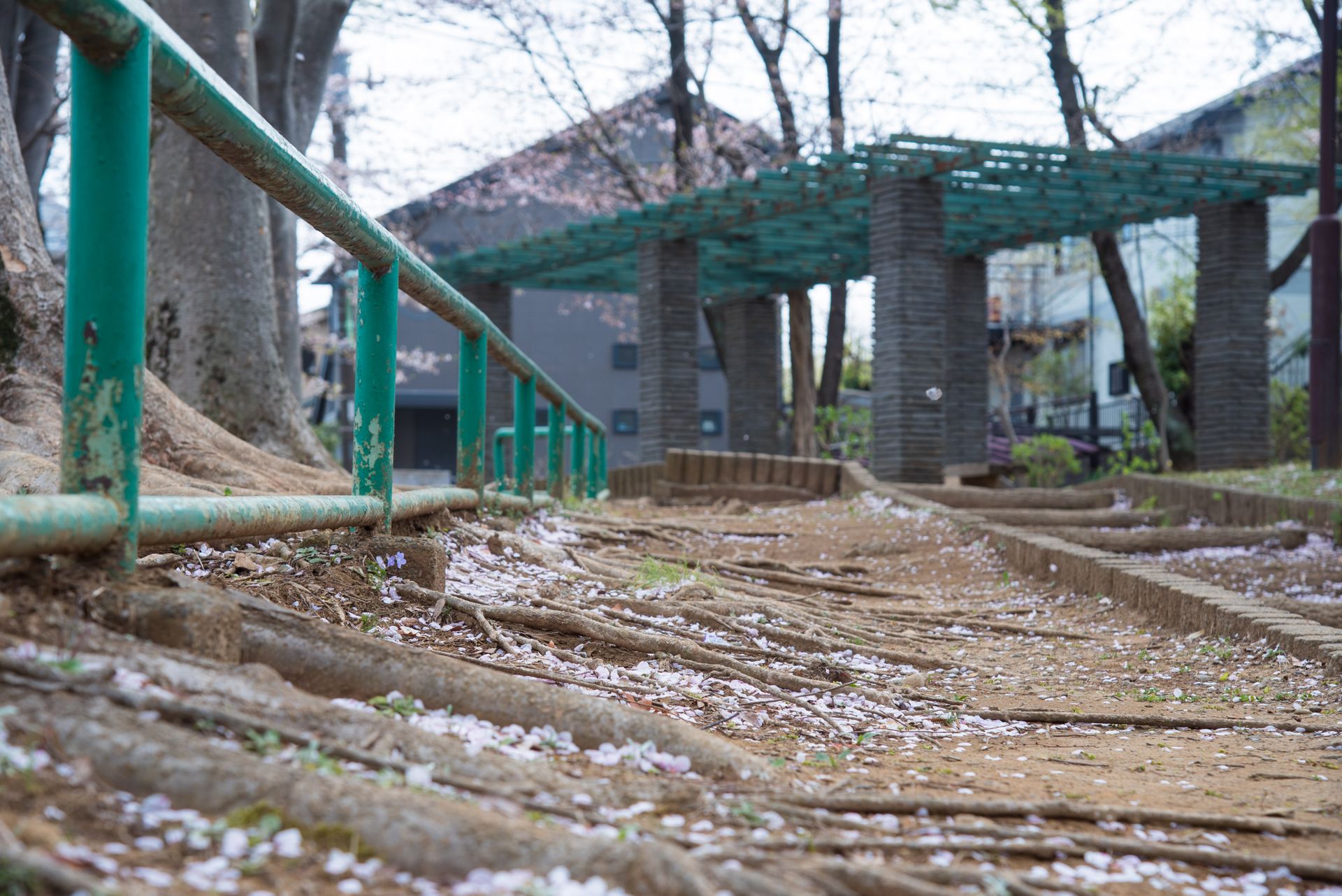 Rustic park pathway covered with cherry blossoms in spring, featuring sturdy rails and architectural elements.