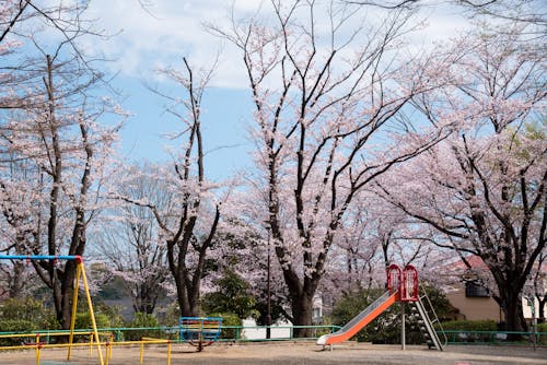 Безкоштовне стокове фото на тему «безтурботний, весна, гілки дерев»
