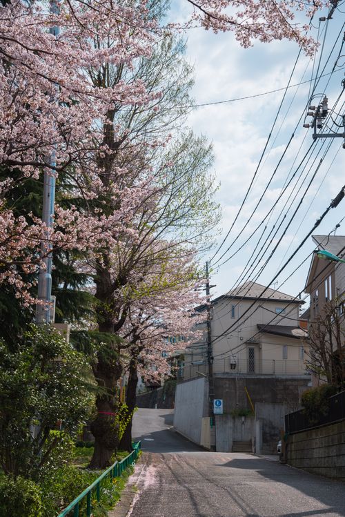 Free Charming street lined with cherry blossom trees during daylight in spring. Stock Photo