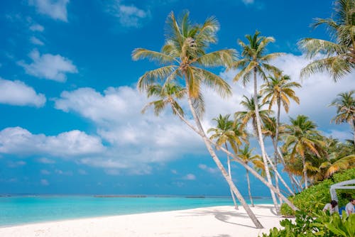 Gratis stockfoto met blauwe lucht, kokospalmen, Maldiven