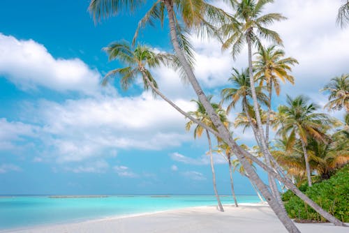 Kostenloses Stock Foto zu blauer himmel, ferien, kokosnussbäume