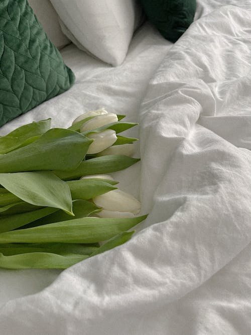 Ingyenes stockfotó ágy, fehér tulipánok, fehér virágok témában