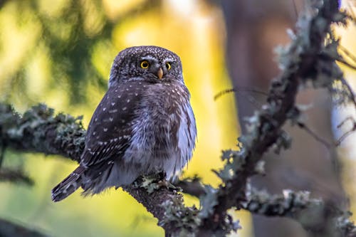 A White and Black Owl Perched on Tree Branch