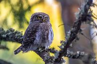 White and Black Owl Perched on Tree Branch