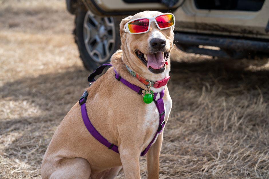 Best Quick-Dry Dog Sun Vest for Active Pets