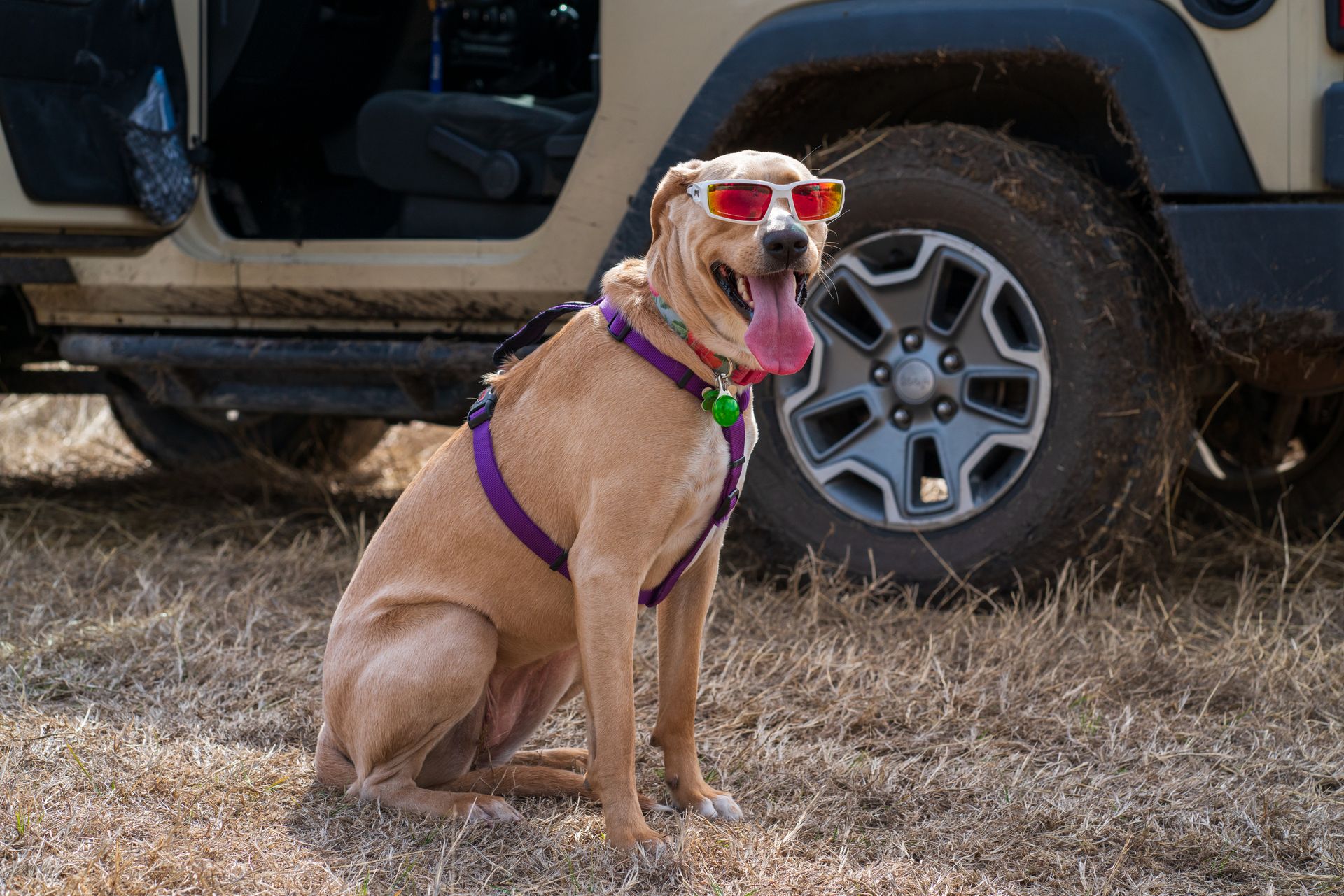 A Brown Dog Sitting on the Grass while Wearing Sunglasses