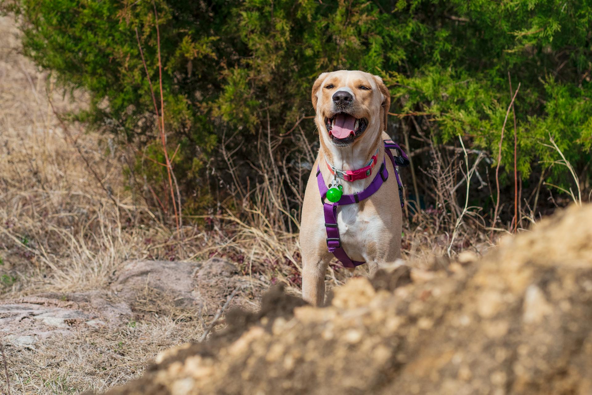 A Brown Short Coated Labrador with Collar