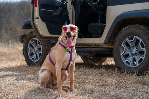 A happy dog wearing sunglasses and a harness sits beside an off-road vehicle.