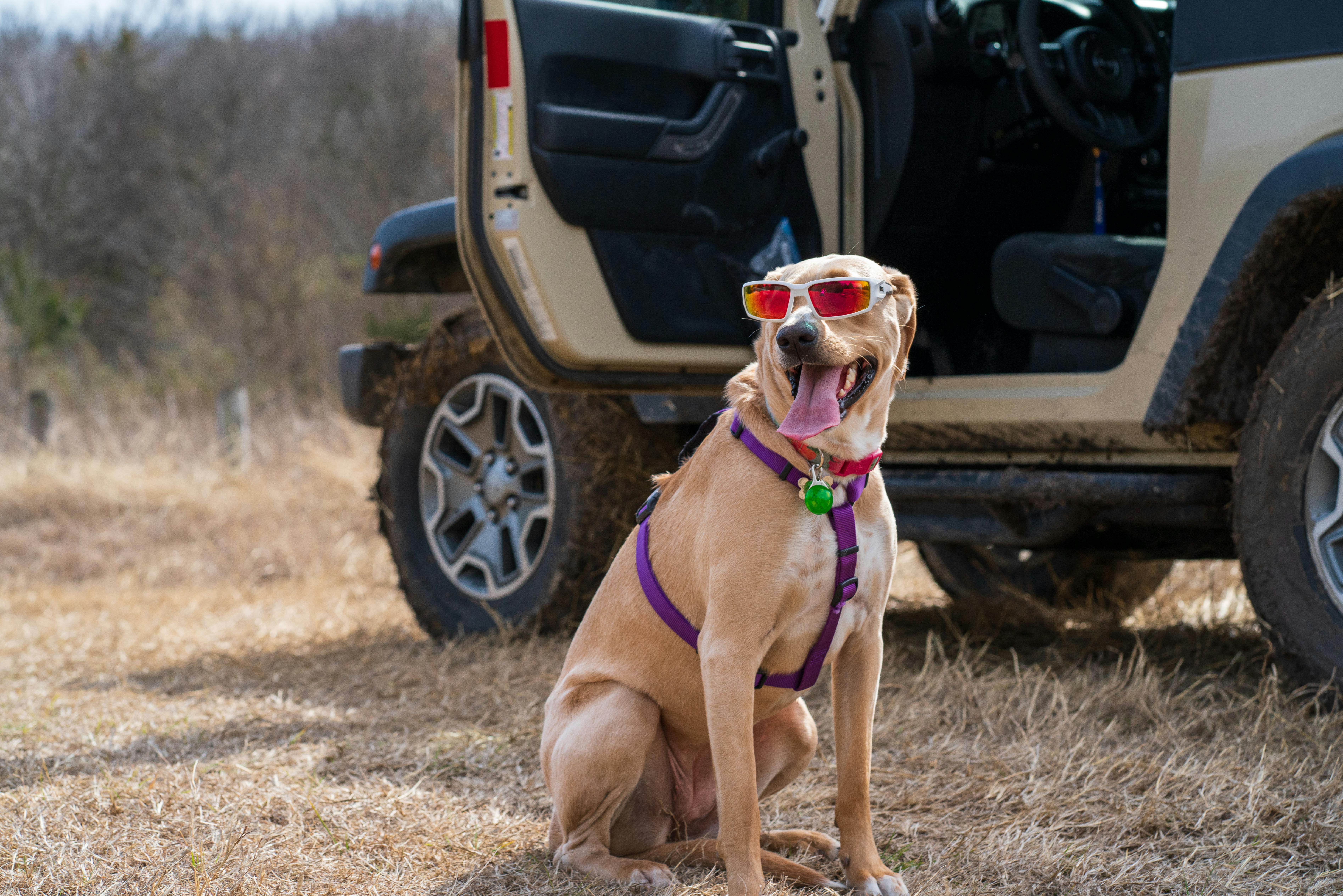 Importance of UV Protection for Dogs