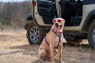 Brown Short Coated Dog Wearing White Framed Sunglasses
