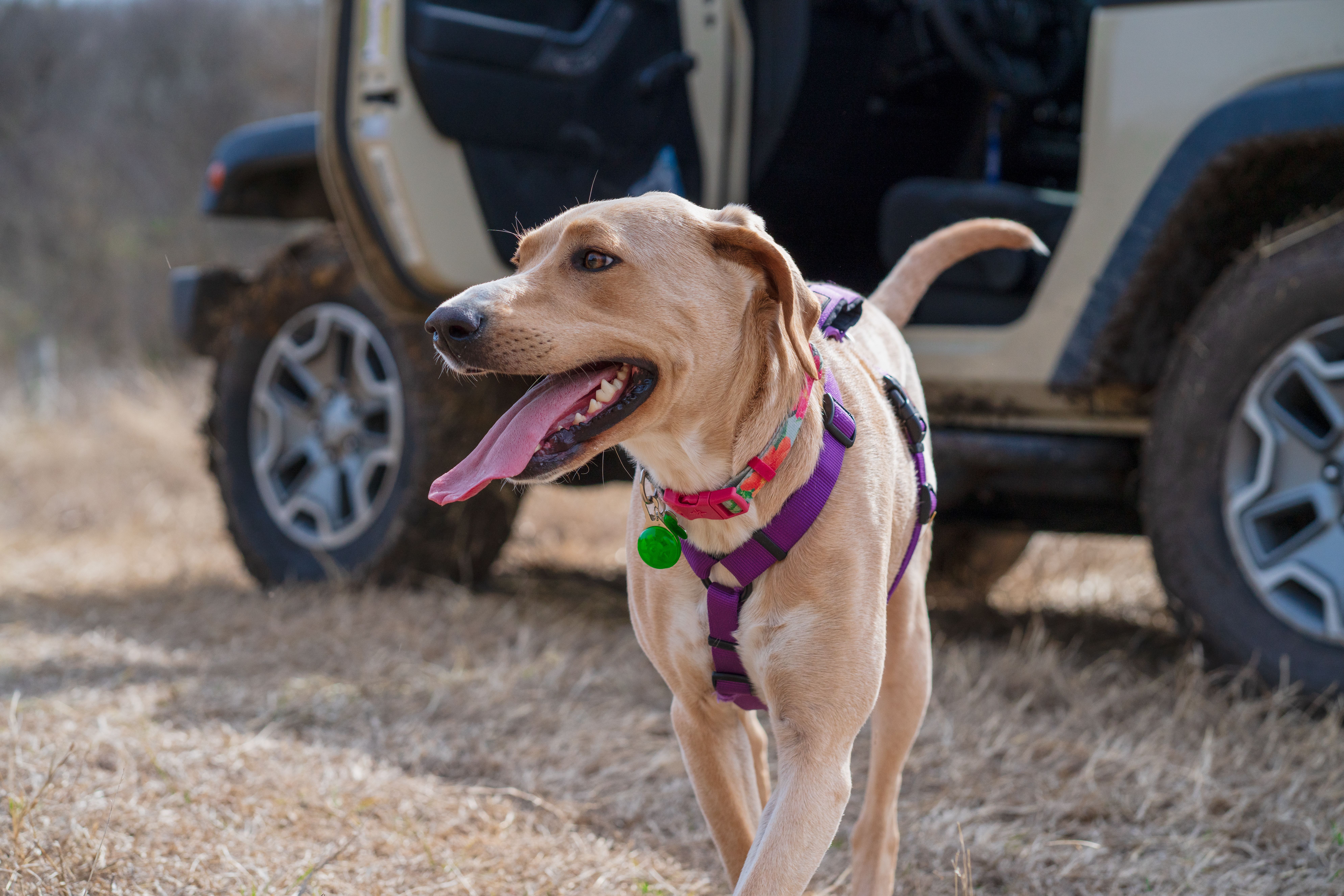 Ruffwear Load Up Vehicle Pet Harness