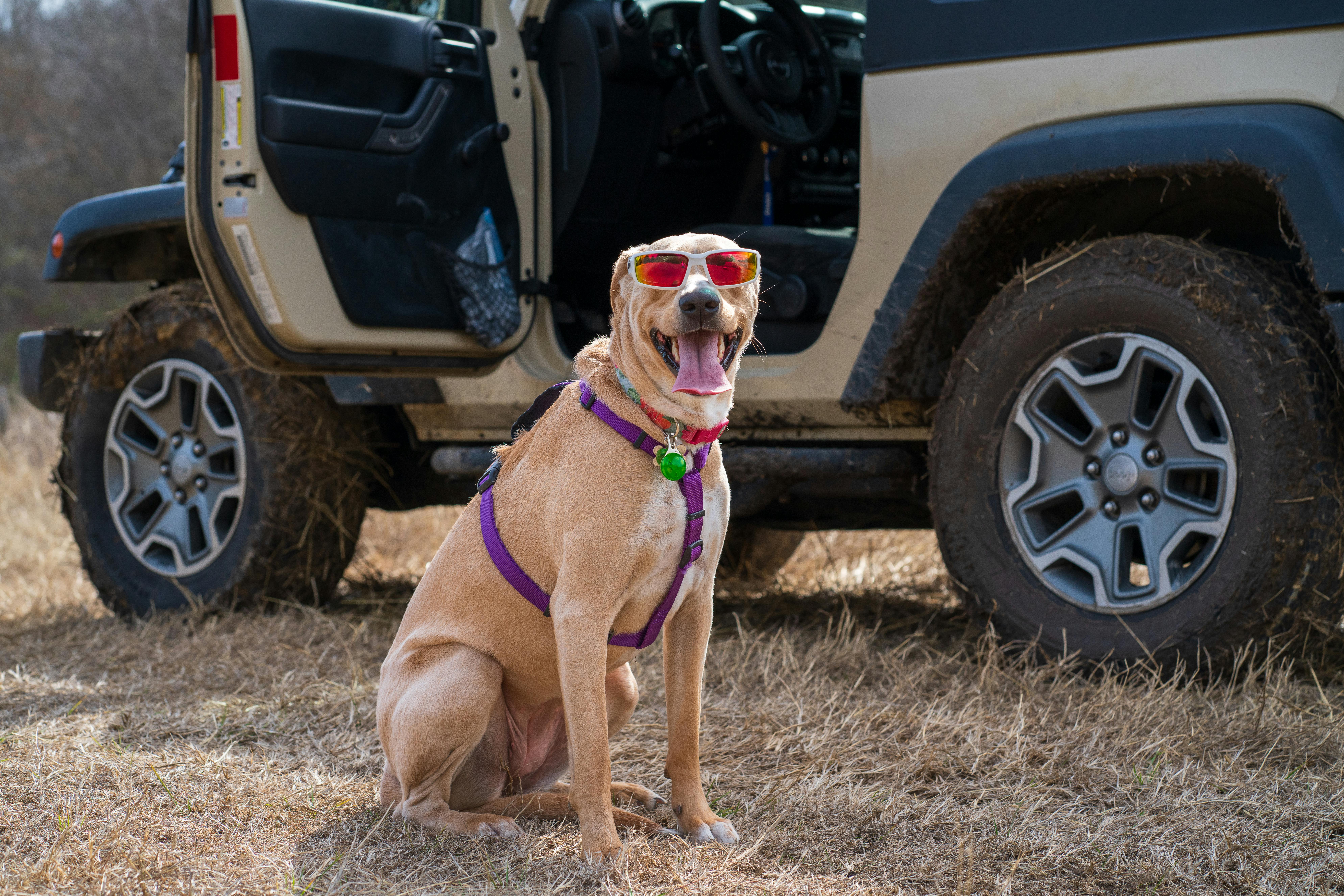 Cute dog wearing sunglasses and harness sitting next to an off-road vehicle on a sunny day.