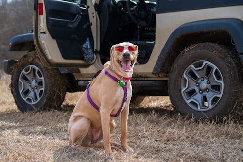 A Brown Short Coated Dog Wearing Sunglasses Sitting on Grass