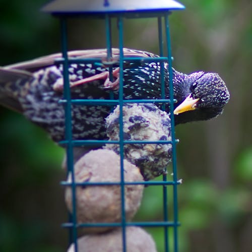 Free stock photo of beautiful nature, bird, feeding