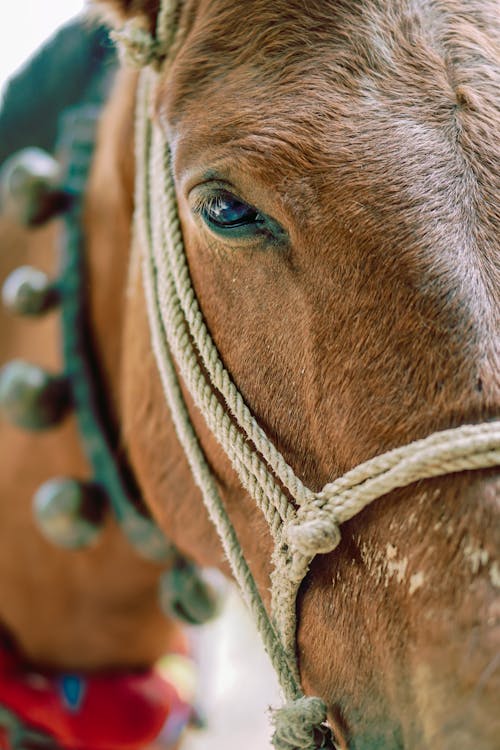 Fotos de stock gratuitas de animal, animal de granja, caballo