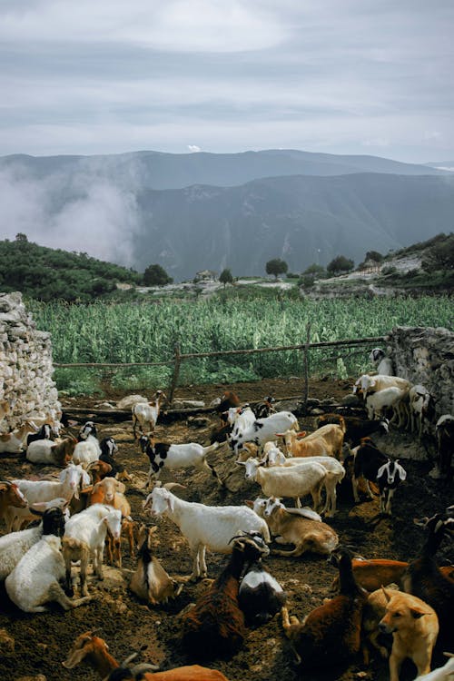 Foto d'estoc gratuïta de animal de granja, cabra, camp