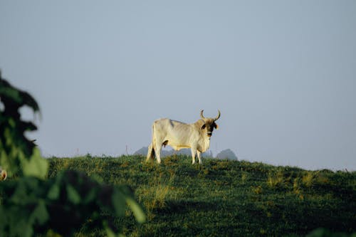 White Cow on the Grass Field