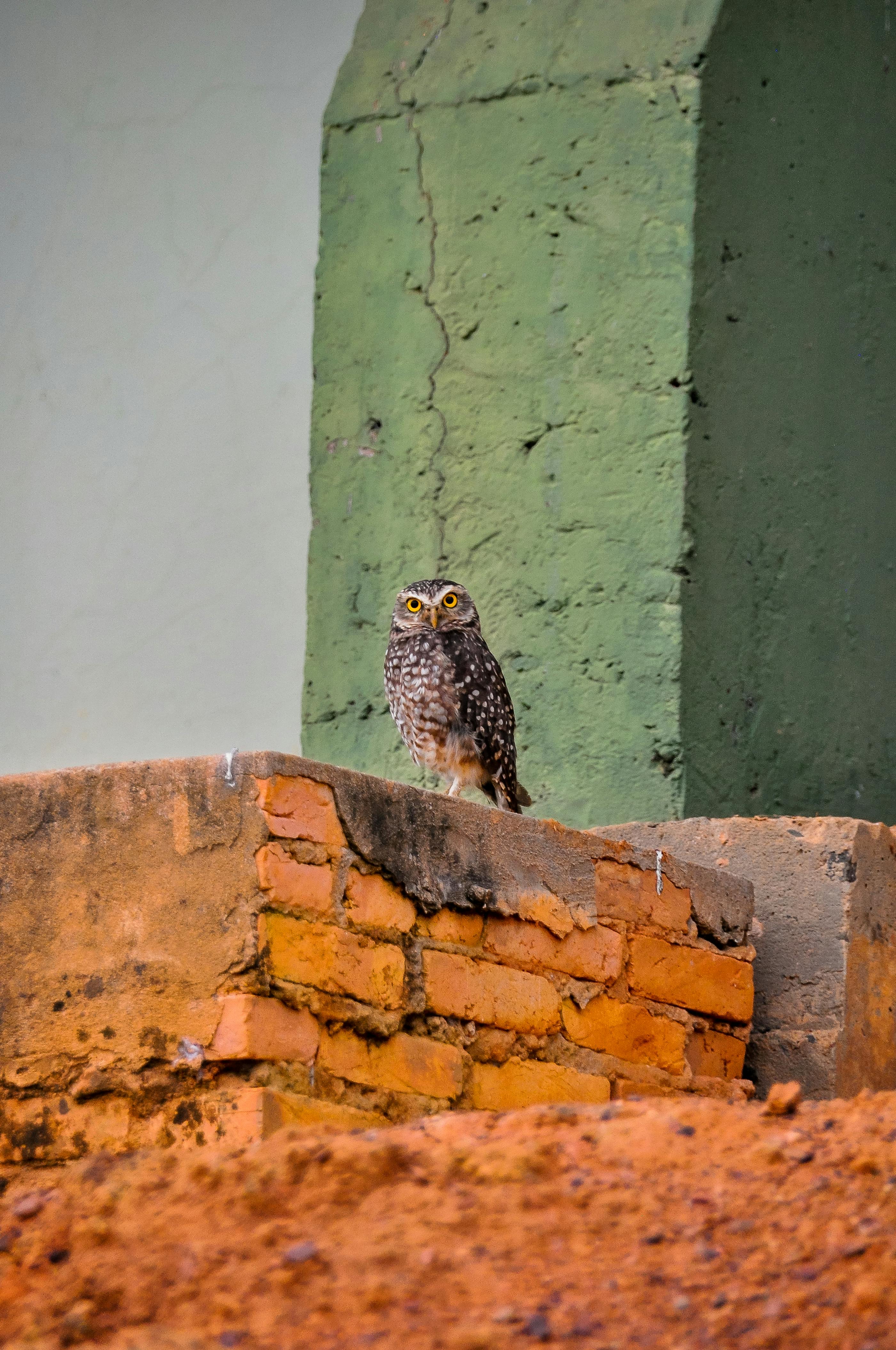 bird camera building wall