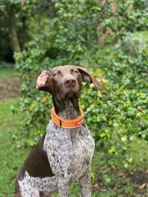 German Shorthaired Pointer