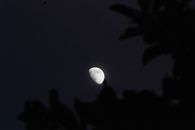 Capture of a waxing gibbous moon framed by night sky foliage.
