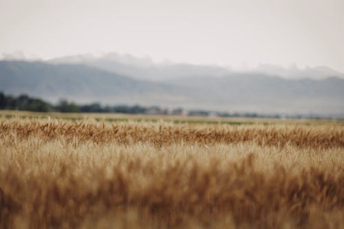 alan, arazi, buğday içeren Ücretsiz stok fotoğraf