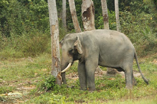 Grey Elephant Walking on Green Grass