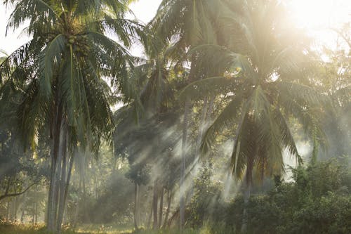 bezplatná Základová fotografie zdarma na téma kokosové listy, kokosové palmy, sluneční paprsek Základová fotografie