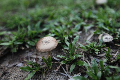 Wild Mushrooms Growing Besides the Grass