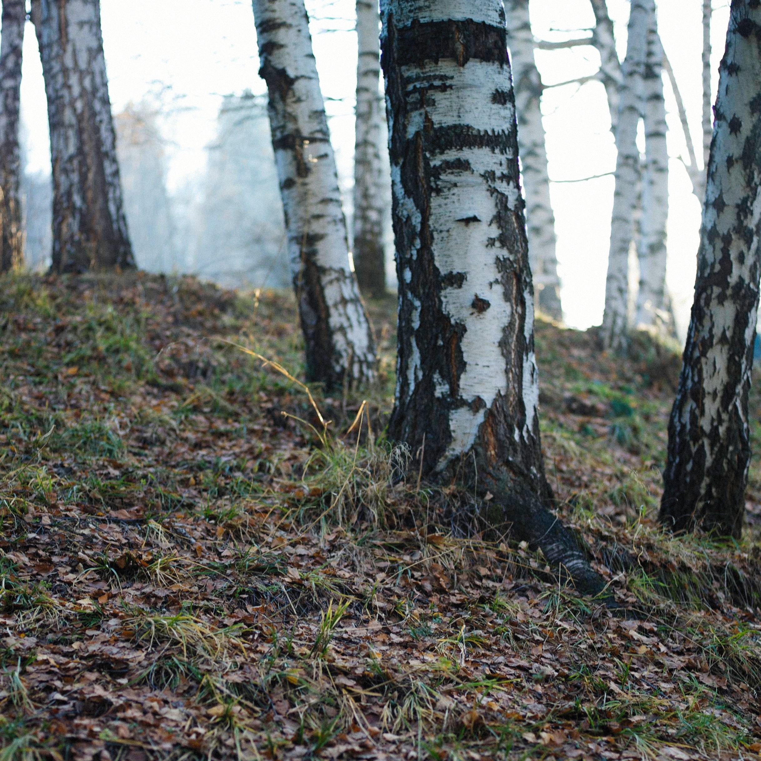 Peaceful birch trees in a forest during early winter morning, showcasing nature's beauty.
