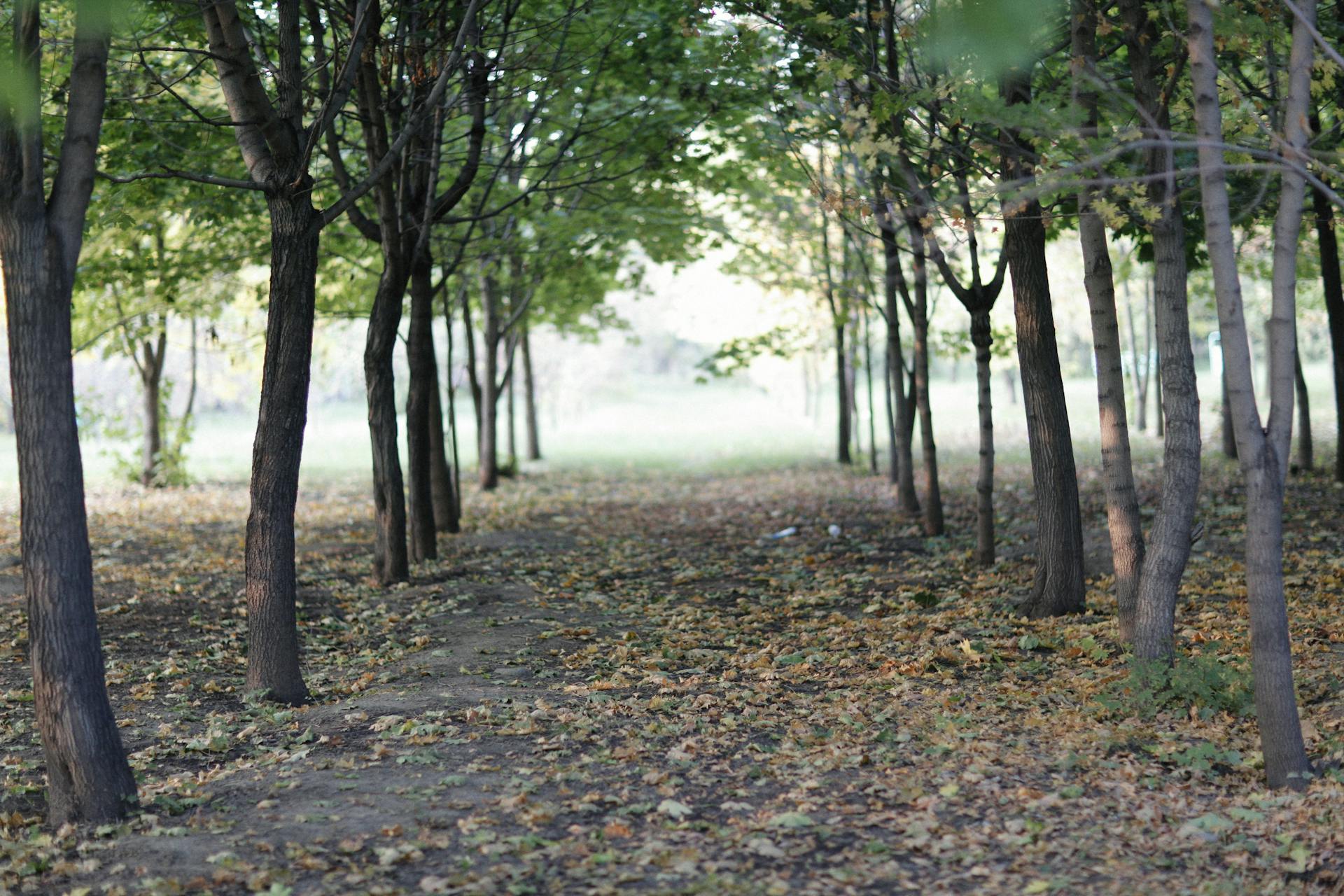 Peaceful forest path with fallen leaves and trees, showcasing autumn's serene beauty.