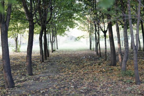Free Peaceful forest path with fallen leaves and trees, showcasing autumn's serene beauty. Stock Photo