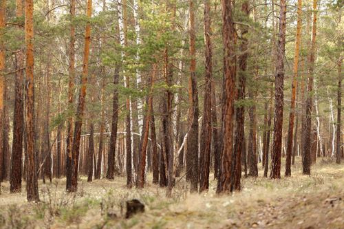 Free Tranquil view of a vibrant pine forest with tree trunks and lush greenery in spring. Stock Photo