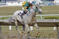 Horse Racing grey colt