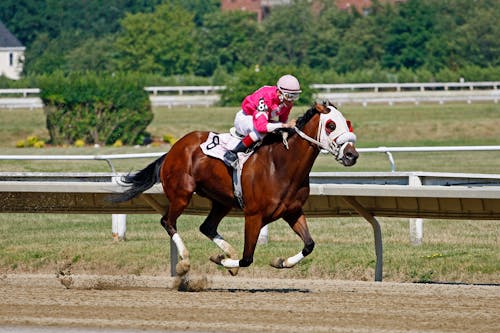 adam, at, at yarışı içeren Ücretsiz stok fotoğraf