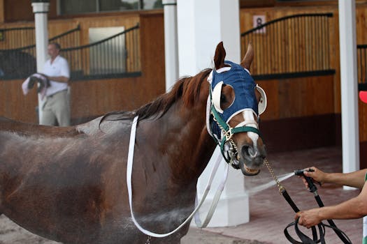 A brown horse wearing a protective mask is being cooled down at the stable. Perfect for animal and equestrian themes.