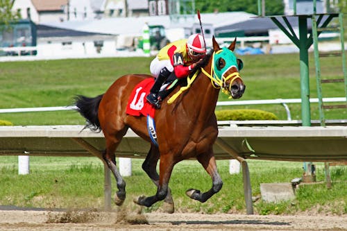 Equestrian riding a Race Horse