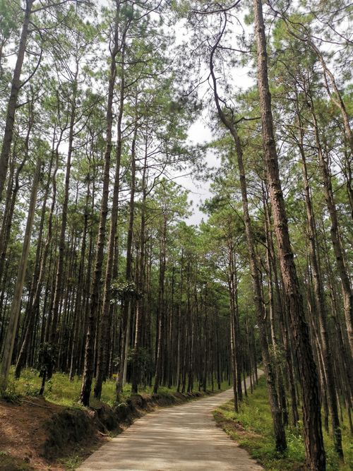 Free A tranquil path through a lush pine forest in Bo Luang, Chiang Mai, showcasing nature's beauty. Stock Photo