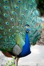 Blue Green and Brown Peacock