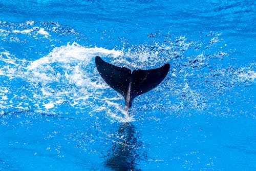 Gratis stockfoto met beest, beweging, dolfijn