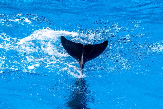 Captivating image of a dolphin tail splashing in vibrant blue ocean waters, capturing dynamic motion.