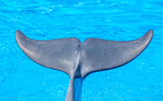 A close-up of a dolphin's tail surfacing in bright blue water, capturing motion and grace.
