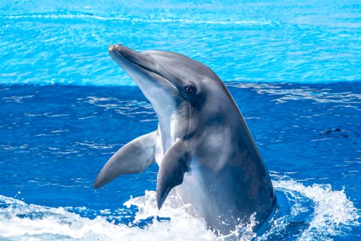 Close-up of a playful dolphin leaping out of vibrant blue ocean water showcasing its joyful nature.
